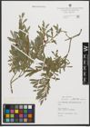 Foto von Salix purpurea L.